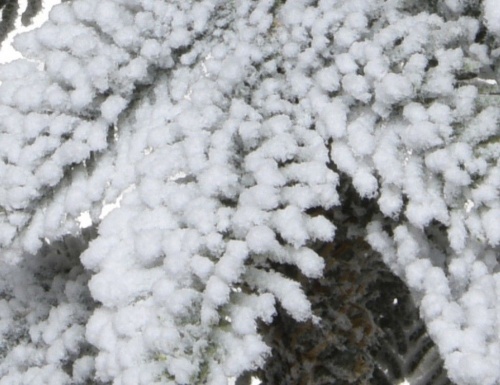 Ель настольная  "Снежные альпы" (100% литая хвоя PE), Kaemingk фото 3