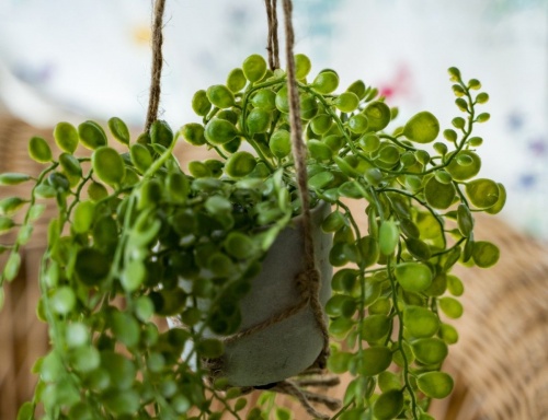 Искусственное растение "Ампельный суккулент в подвесном кашпо", пластик, 10х15 см, Kaemingk фото 2