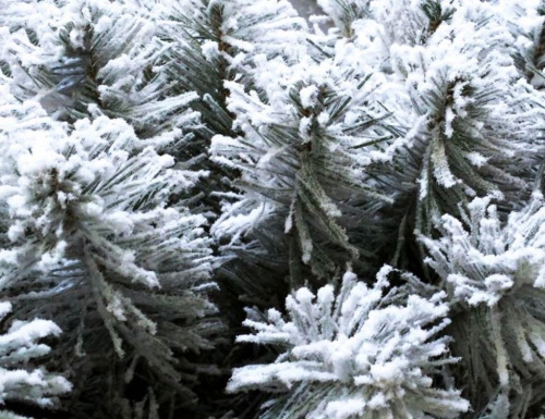 Искусственная елка "Кристина" заснеженная (флокированная), (хвоя - PVC), Ели PENERI фото 3