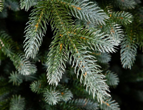 Искусственная ель Изумрудная Эдит, ЛИТАЯ 100%, 225 см, CRYSTAL TREES в интернет-магазине VsemPodarok.com фото 3