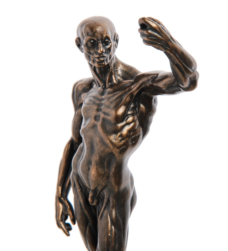 pr-HOU01 Статуэтка (Anatomical Study.Parastone) фото 2