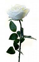 Роза Гран При белая 65 см живое прикосновение (24 шт.в упак.)