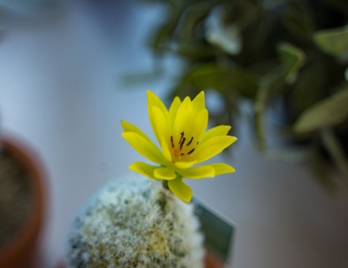 Искусственное растение в горшке "Кокетливый кактус" с цветком, пластик, 18 см, Kaemingk фото 2