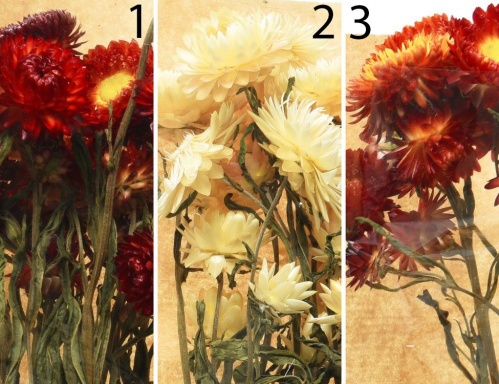 Букет из высушенных цветов "Златоцвет", 25x10x50 см, разные модели, Kaemingk