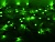 Светодиодная гирлянда нить Объемная 80 зеленых LED ламп 6 м, черный ПВХ, контроллер, таймер, IP44, Kaemingk (Lumineo)