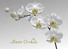 Подставки на пробке Лунная орхидея 40х29 см(4шт)