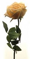 Роза Гран При розовый жемчуг 65 см живое прикосновение (24 шт.в упак.)