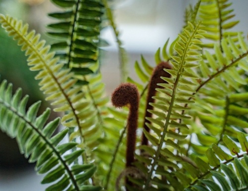 Искусственное растение подвесное "Папоротник", пластик, 35х28 см, Kaemingk фото 2