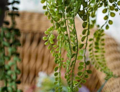 Искусственное растение "Ампельный суккулент в подвесном кашпо", пластик, 10х15 см, Kaemingk фото 3