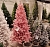 Искусственная ель ТЭДДИ (хвоя - PVC), флокированная, розовая, 150 см, A Perfect Christmas