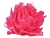 Декоративный цветок ХРИЗАНТЕМА - ПУШИСТОЕ СОЛНЫШКО на клипсе, перо, розовый, 12 см, Edelman