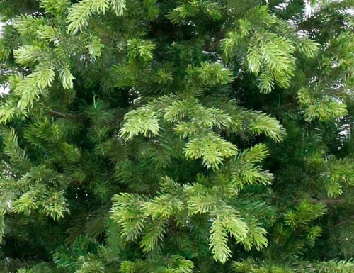 Искусственная ель EMERALD ("Эмералд"), зелёная, хвоя литая 80%PE+PVC, BEATREES фото 2