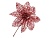 Пуансеттия АЖУРНАЯ розовая, на стебле, 14х21 см, Koopman International