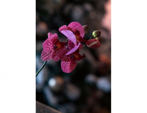 "Цветок фаленопсиса" красный, 37 см, Edelman фото 5
