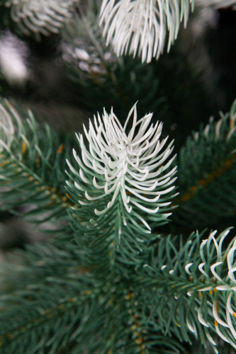 Искусственная Сосна Швейцарская снежная, Crystal Trees фото 2