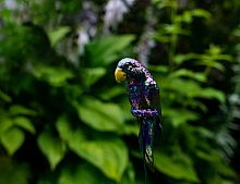 Садовый штекер "Фиолетовый попугай", пластик, 17x5x3 см, высота 60 см, Kaemingk