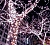 Клип Лайт - Спайдер Legoled 100 м, 750 холодных белых LED ламп, черный КАУЧУК, IP54, BEAUTY LED