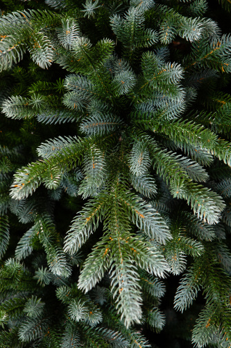 Искусственная ель Изумрудная Эдит, Crystal Trees фото 9