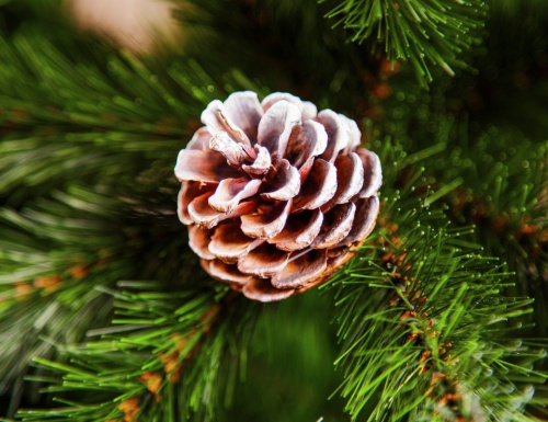 Triumph Tree ель Женева с шишками заснеженная фото 4