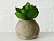 Искусственное растение КРОШКА СУККУЛЕНТ в горшке (Эхеверия), пластик, 7 см, Boltze