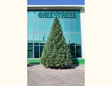 Искусственная елка Финская 3 м ЛИТАЯ + ПВХ, GREEN TREES