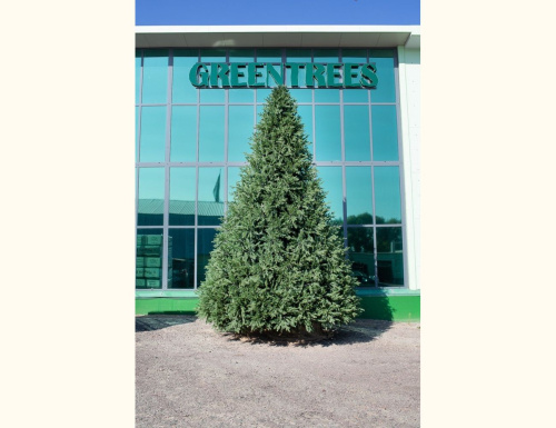 Искусственная елка Финская 3 м ЛИТАЯ + ПВХ, GREEN TREES в интернет-магазине VsemPodarok.com