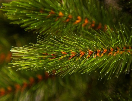 Настенная елка-перевертыш "Лесная красавица" (хвоя-леска), 90 см, Triumph Tree фото 2