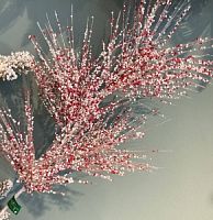 Ветка сосны с красными ягодками