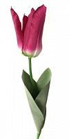 Тюльпан Фаворит красный 58 см живое прикосновение (36 шт.в упак.)