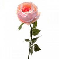 Роза Престиж шиповник ярко-розовая 68 см (24 шт.в упак.)