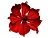 Пуансеттия АНТУАНЕТТА на клипсе, вельветовая, красная, 25 см, Kaemingk (Decoris)