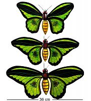 46-005 Панно "Бабочки" (о.Бали)