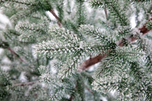 Искусственная ель РОНДА а в снегу, Crystal Trees фото 2
