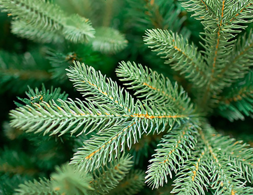 Искусственная ель Этна, Crystal Trees фото 2