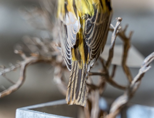 Украшение "Любопытная птичка", перо, 10.5 см, SHISHI фото 2