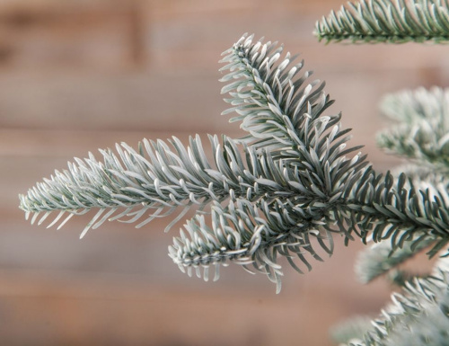 Искусственная елка Нормандия Заснеженная 215 см, ЛИТАЯ 100%, Triumph Tree в интернет-магазине VsemPodarok.com фото 2