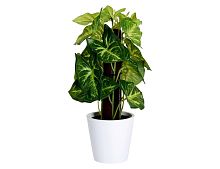 Искусственное растение ТАРО В КАШПО, 25х10 см, Koopman International