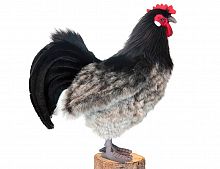 Игрушка "Курица эльзасская", 34 см, HANSA