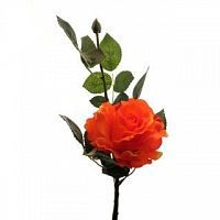 Роза Лимбо с почкой  оранжево-красная 30 см живое прикосновение (36 шт.в упак.)