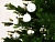 Набор стеклянных шаров НОВОГОДНЯЯ КАПЕЛЛА, серебряные и белые, 8 см (упаковка 6 шт.), Kaemingk (Decoris)