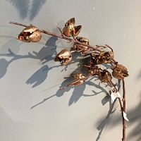 Открытый стебель стручка, 81 см