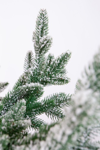 Искусственная ель Шотландия в снегу, Crystal Trees фото 5