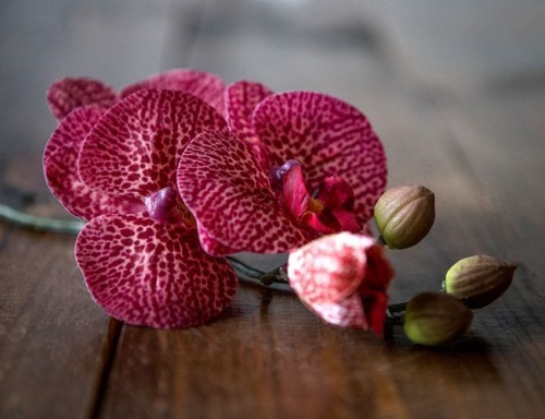 "Цветок фаленопсиса" красный, 37 см, Edelman фото 3